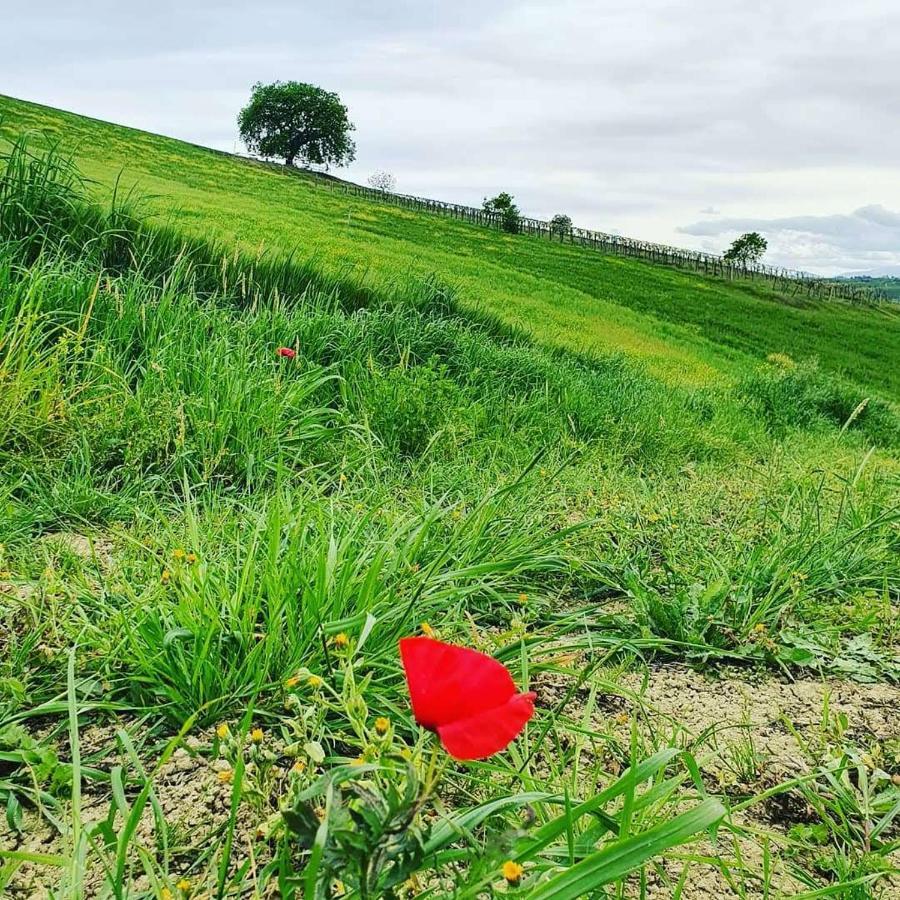 B&B Gli Amici Del Tubarello Roseto Degli Abruzzi Bagian luar foto
