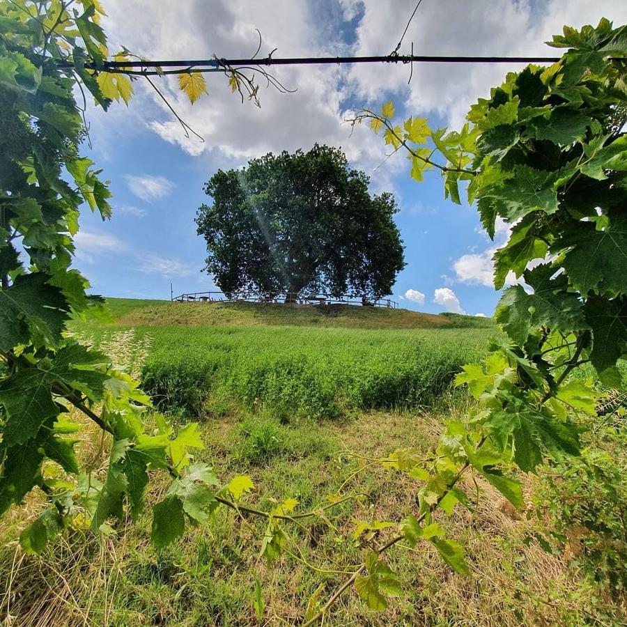 B&B Gli Amici Del Tubarello Roseto Degli Abruzzi Bagian luar foto
